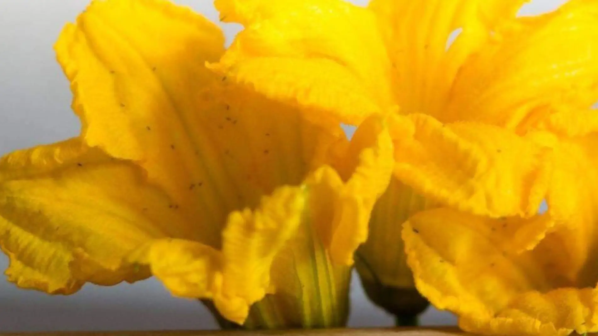 Aunque su fruto es reconocido y usado todo el año en la gastronomía, las flores también les dan un sabor especial